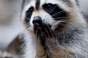 Kharkiv raccoons tanítják a spermát Kharkiv raccoons tanítják a spermát